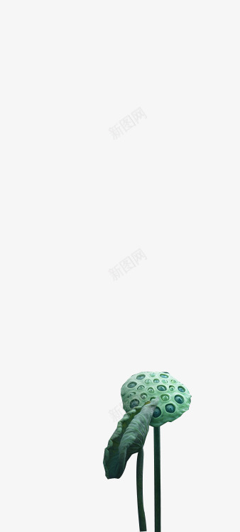 荷花2格式透明图png免抠素材_新图网 https://ixintu.com 荷花 格式 透明图