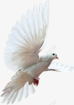 佑佑佑小溪 图 动物 白色鸽子素材
