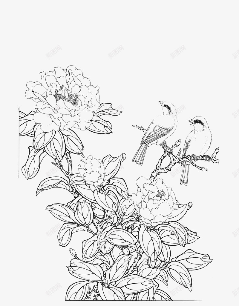 免扣白描工笔画花卉茶花篇免扣白描工笔画花卉png免抠素材_新图网 https://ixintu.com 白描 工笔画 花卉 免扣 茶花 篇免