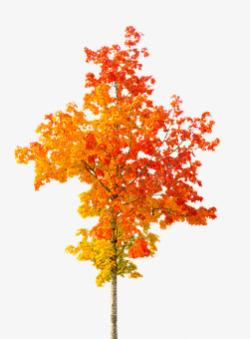 性质 秋季 树 秋 秋天的落叶 叶子 金 红色 金色的秋天和小素材