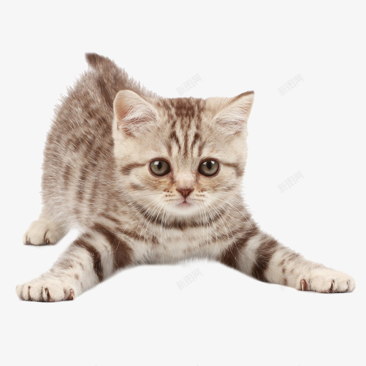 小猫咪 2猫png免抠素材_新图网 https://ixintu.com 小猫 猫咪