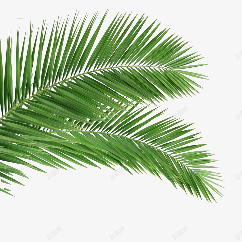 植物盆栽花草png免抠素材_新图网 https://ixintu.com 植物 盆栽 花草