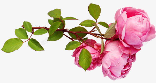 鲜花 粉红色 玫瑰 茎 剪出 孤立 植物 花园 自然玫瑰png免抠素材_新图网 https://ixintu.com 玫瑰 鲜花 粉红色 剪出 孤立 植物 花园 自然