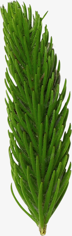 植物盆栽花草素材
