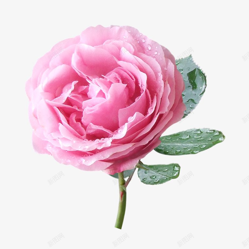 roses36061植物png免抠素材_新图网 https://ixintu.com 植物