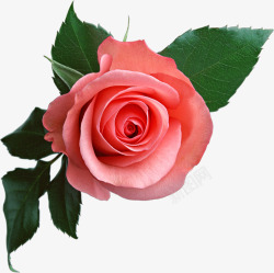 Pink rose  image free picture download玫瑰素材