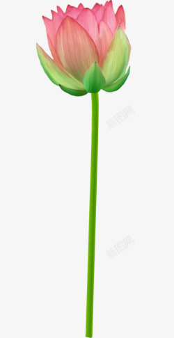 elpinkromancemol 36    natalia6662016  植物花朵素材