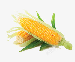 玉米生鲜素材