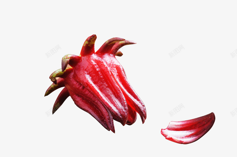 玫瑰茄植物png免抠素材_新图网 https://ixintu.com 玫瑰 植物