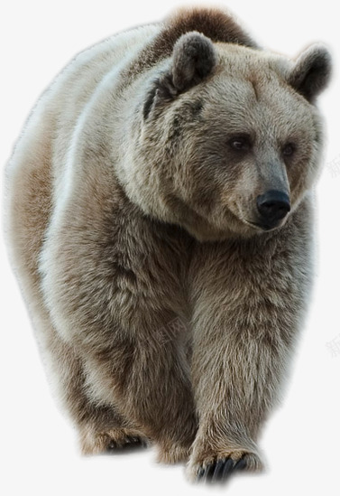 bear23459动物哺乳类png免抠素材_新图网 https://ixintu.com 动物 哺乳类