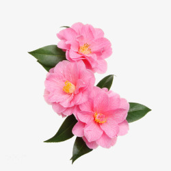 Bocxts花花瓣素材