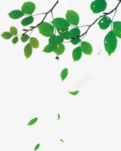 绿色南瓜叶子点缀的绿色叶子高清图片