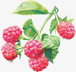 新鲜树莓树莓新鲜颜色鲜艳美味高清图片