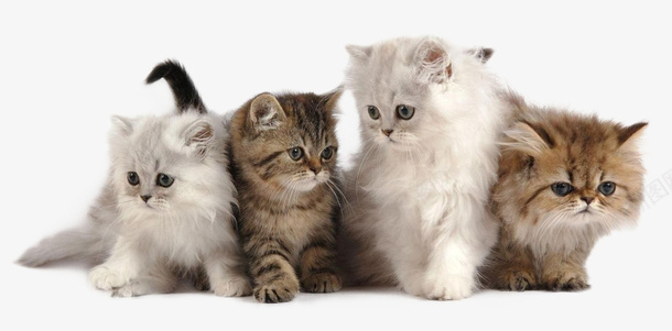 可爱的动物小猫咪png免抠素材_新图网 https://ixintu.com 猫 小猫咪 小动物 白猫 黑猫