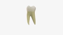 牙齿下颌第一磨牙素材
