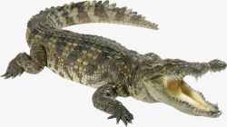 凶勐高大动物鳄鱼动物园美洲鳄龟高清图片
