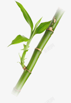 竹竹竿绿色春天竹叶素材
