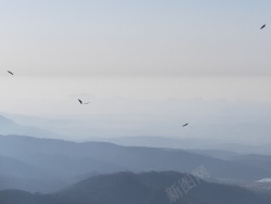 雄鹰优雅的飞翔自由飞翔的雄鹰高清图片