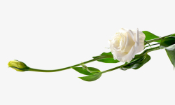 白玫瑰图片素材花类鲜花类高清图片