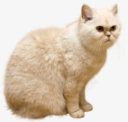 毛猫猫蓝猫俄罗斯猫胖猫大头猫素材