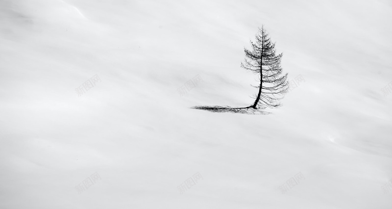 雪地孤独摄影树jpg设计背景_新图网 https://ixintu.com 雪地 孤独 摄影 树