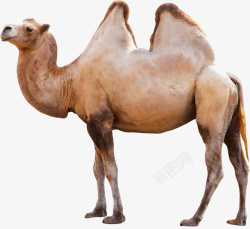 骆驼动物沙漠骆驼双峰驼沙漠之舟高清图片