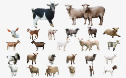 羊驼免扣PNG绵羊山羊分层素材高清图片