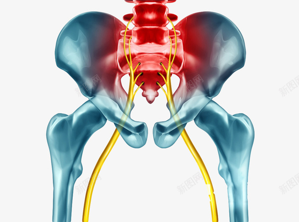 坐骨神经胯骨骨骼经络png免抠素材_新图网 https://ixintu.com 骨骼 经络 胯骨 坐骨神经疼