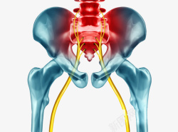 坐骨神经胯骨骨骼经络素材