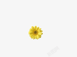 黄色花朵儿植物素材