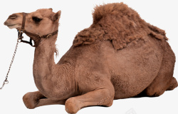 沙漠之舟骆驼沙漠骆驼双峰驼沙漠高清图片