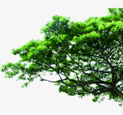 植物树枝背景图片大树图片绿叶素材高清图片