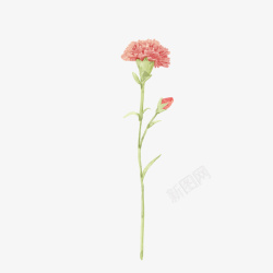 粉色植物菊花素材
