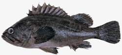 黑头鱼海产品黑头鱼高清图片