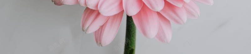 花朵粉色清新美丽jpg设计背景_新图网 https://ixintu.com 花朵 粉色 清新 美丽