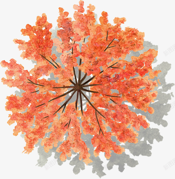红色色叶树水彩风手绘带投影png免抠素材_新图网 https://ixintu.com 红色 色叶树 水彩风 手绘