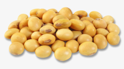 黄大豆大豆制品大豆种植植物蛋白高清图片