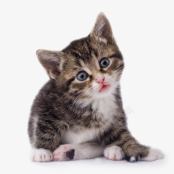 小猫幼崽蓝猫俄罗斯猫胖猫黑白猫高清图片