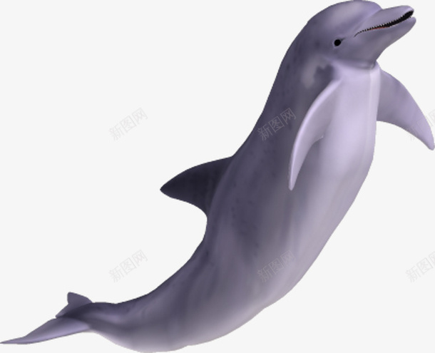 水海豚动物海洋公园海洋png免抠素材_新图网 https://ixintu.com 水 海豚 动物 海洋 公园 海洋动物 野生动物 动物园