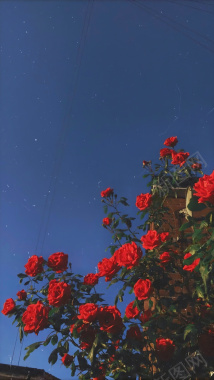 玫瑰花的繁星背景