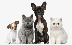 拥抱的猫和狗四只可爱小动物高清图片