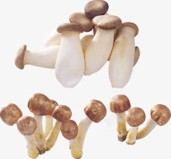 蘑菇长蘑菇野生野外素材