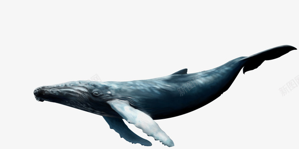 鲸鱼深海鱼海洋png免抠素材_新图网 https://ixintu.com 鲸鱼 鱼 鲲 海洋