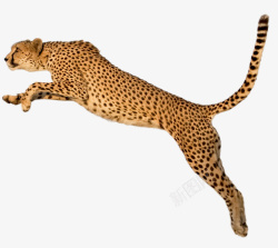 豹子豹野兽动物猛兽豹纹高清图片