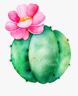 开花的仙人球精美开花多肉手绘插画素材高清图片