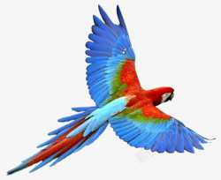 鸟类鹦鹉免抠素材飞翔的鹦鹉高清图片