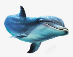 野生动物公园水海豚动物海洋公园海洋动物高清图片