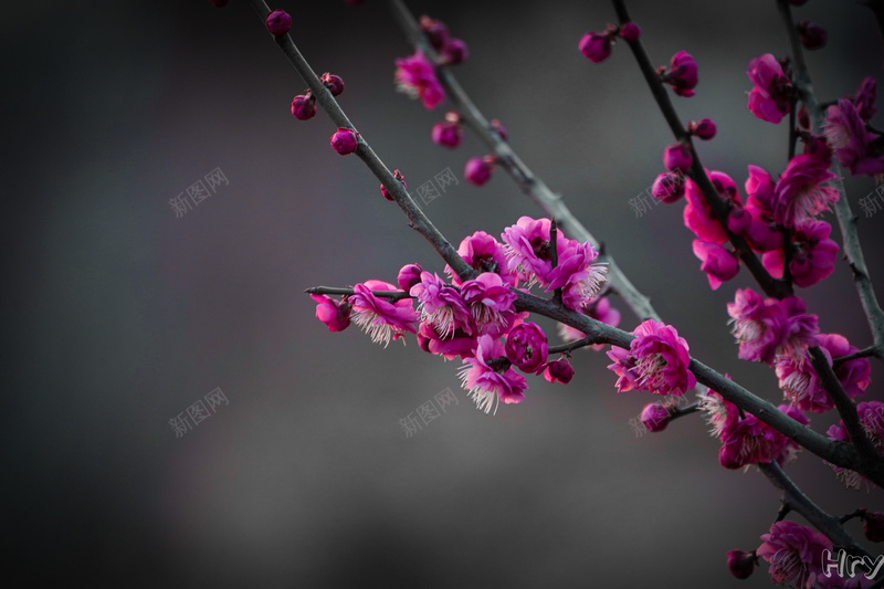 用心记录身边的美好jpg设计背景_新图网 https://ixintu.com 梅花 红梅 花 风景