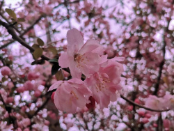 唯美三月春天三月花卉背景高清图片