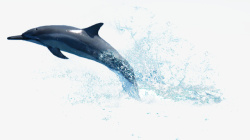 水做动物海洋动物野生动物动物高清图片